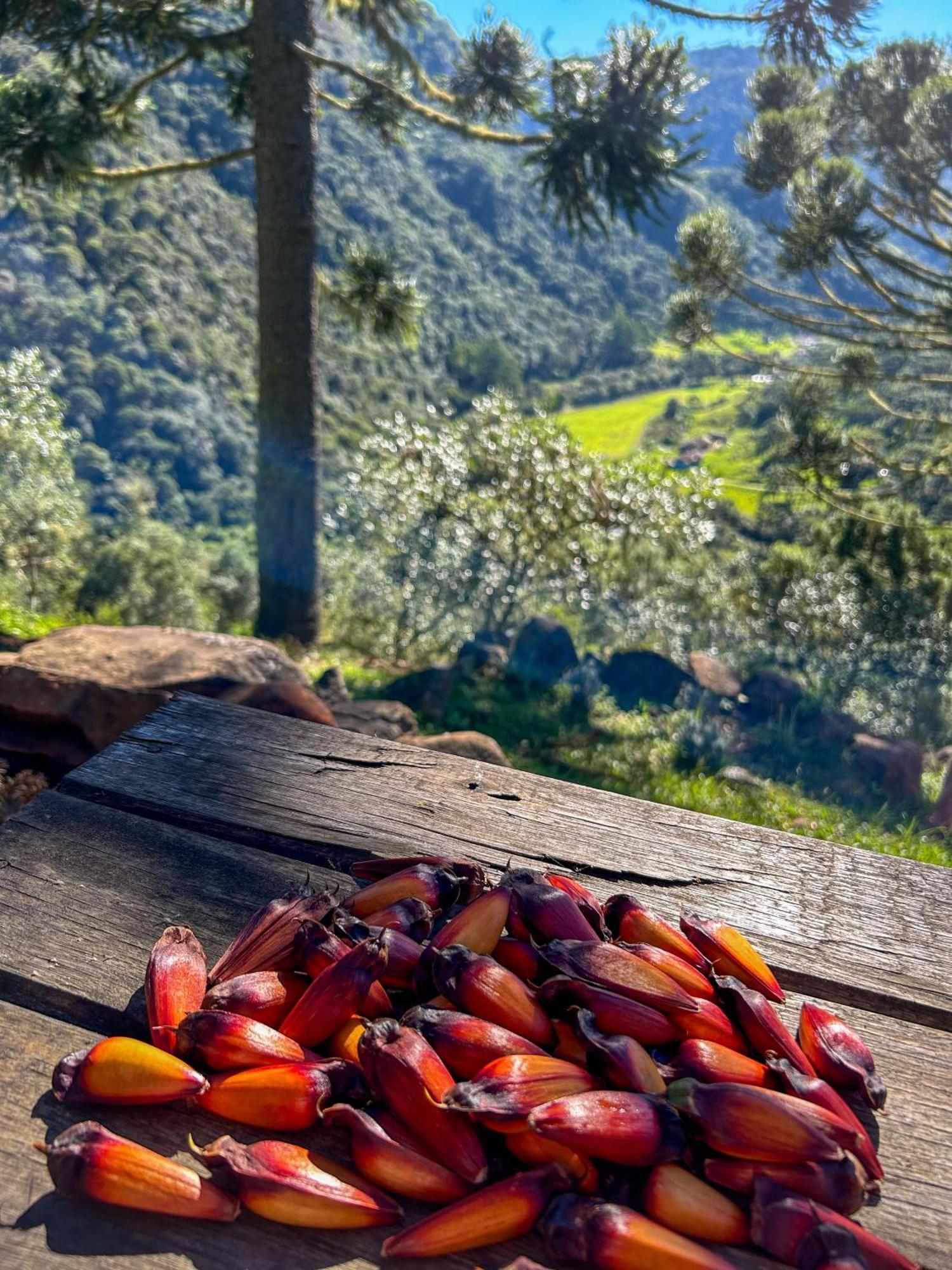 Refugio Das Araucarias Urubici Rom bilde